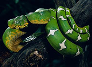 动作敏捷的大翠青蛇图片