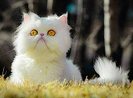 萌态十足的猫咪高清晰图片