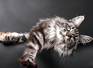 神态慵懒的缅因猫图片