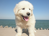 毛茸茸的狗大白熊犬幼犬图片
