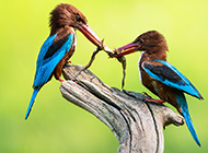 荆棘鸟的图片可爱至极