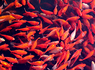 颜色鲜艳的池塘锦鲤图片欣赏