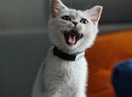 白色中华田园猫伸舌头图片