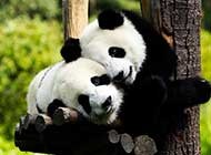 惹人喜爱的国宝熊猫组图