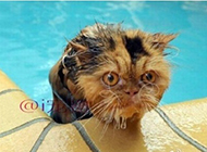 这年头热的猫咪都要去游水降温了