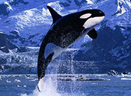 可爱的鲸鱼海洋飞跃图片