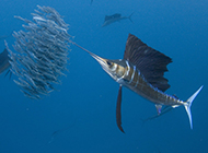 深海捕食的长剑鱼图片