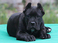 黑色的卡斯罗犬幼犬图片