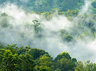云雾缭绕的清晨绿色树林风景图片