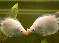 接吻鱼两嘴相对精美图片