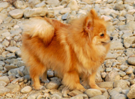 褐色狐狸犬可爱户外写真图片