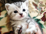 刚出生的小猫虎斑猫图片