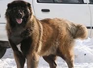 凶猛的俄罗斯大高加索犬图片