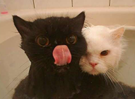 可爱的二货猫咪搞笑的图片