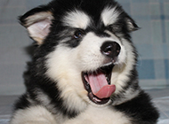 吐舌头的小雪橇犬图片
