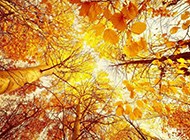 秋天唯美落叶高清风景壁纸