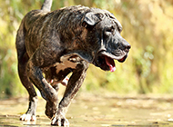 西班牙加纳利犬凶猛动物高清壁纸