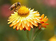 蜜蜂与花户外唯美高清写