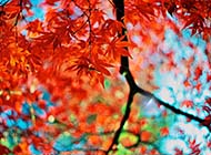 香山红叶秋意浓浪漫风景