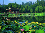 杭州西湖荷花图片清新优雅