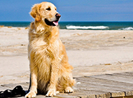 海边玩耍的美式金毛狗图片