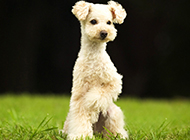 草地奔跑的白色巨型贵宾犬图片