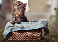 可爱猫咪萌图高清动物壁纸
