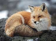 狡猾的狐狸高清美图壁纸精选