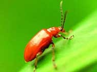 日常生活中甲虫各种姿态