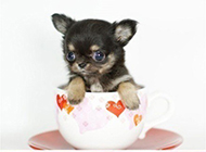 最萌茶杯犬图片