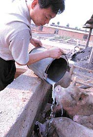 鲜奶降价 不少农户卖不完拿来喂猪