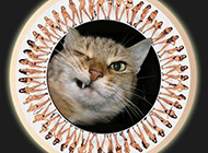 猫咪搞笑囧图表情图片
