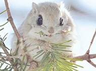保护动物可爱的小飞鼠图片