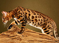 体形匀称的纯种中华豹猫图片