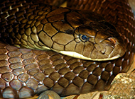 揭秘毒蛇之王：眼镜王蛇的死亡舞步