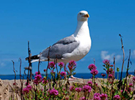 自由翱翔海边的海鸥图片
