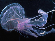 妙曼多彩的微生物水母高清图片