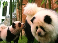 山寨版的熊猫