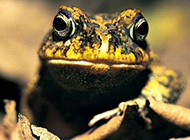 箭毒蛙牛蛙蛙类动物图片合集