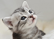 可爱小美国短毛猫银虎斑图片