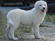 温和友善的大白熊犬幼犬图片