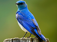 北美蓝知更鸟体态优美图片