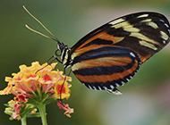 美丽蝴蝶高清小动物图片