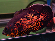 斑斓发光的红地图鱼图片