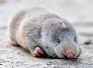 草原鼢鼠慵懒姿态图片