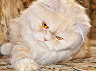 霸气的琥珀色眼睛波斯猫图片