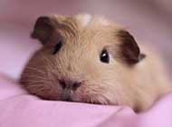 超可爱小动物荷兰猪图片