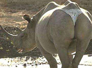 动物恶搞图片之文明的犀牛