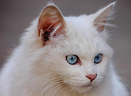 蓝眼白猫头部特写图片