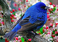 置身花丛的蓝色知更鸟图片